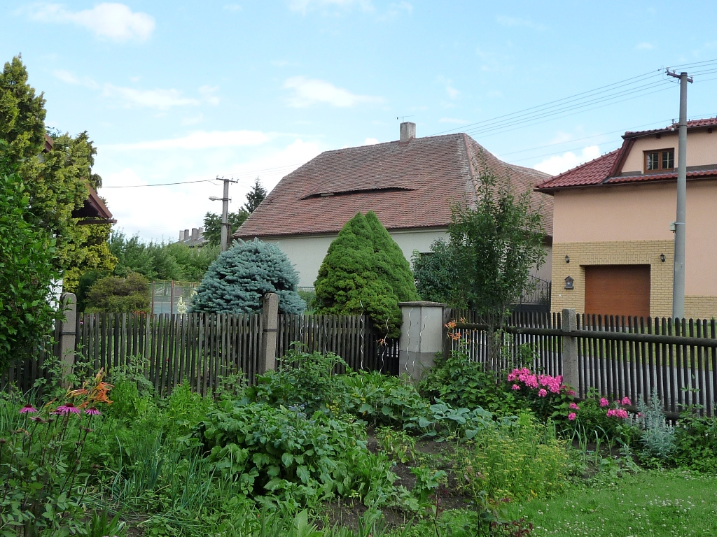 Třibřichy